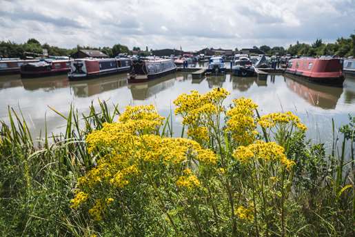 Yellow flowers in front of a row of boats