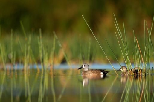 Two ducks swimming in reed filled water.